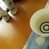 のれそれを黒牛で