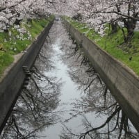 通りすがりの桜並木～2024年4月6日