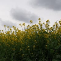 春の花の競演