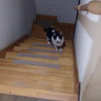 着いてくる