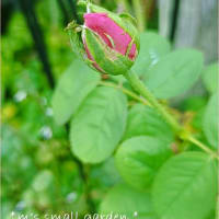 もう繁茂させない☆今朝の薔薇