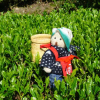 日本最古の茶園滋賀県甲賀市の「朝宮茶」の茶摘み作業。農家が大切に育てた茶葉