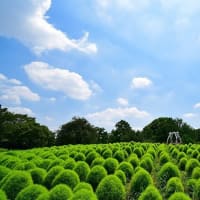 昭和記念公園（7/25）