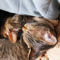 キジトラーズの毛づくろい