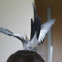 ありがとう、さようなら、ぽんちゃん