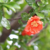 ザクロ　〈石榴の赤い花〉 　