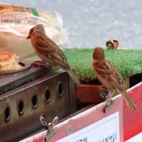 大阪城公園・更に続き