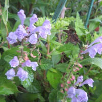 小葉立浪草　紫花　２種
