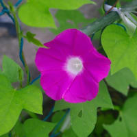 庭の花