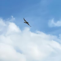 夏燕