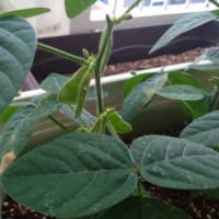 しそ大葉とねぎの収穫、枝豆の状況・・・・。
