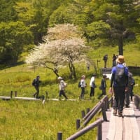 入笠山湿原の”すずらん祭り”