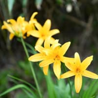 八幡平のニッコウキスゲ