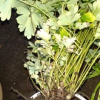 オダマキ（植替えしたものの）