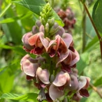 アピオスの花が咲き