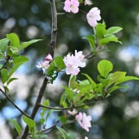 江戸見坂の胡蝶花（シャガ）とハナカイドウ