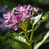 続・秋吉台と紫陽花