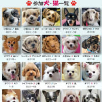 参加犬決定しました！