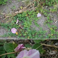 ２５年０６月１２日　サトイモ追肥＆草取り