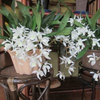 4月花壇