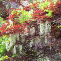 今年も　素晴らしい　藤の花