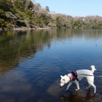 しらたまと一碧湖