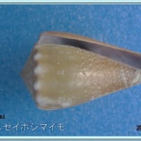 ニセイボシマイモ