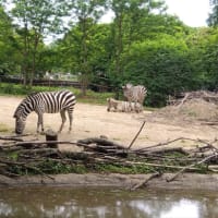 八木山動物園