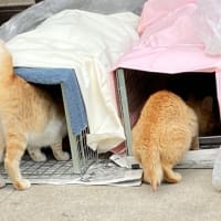 保護猫騒動顛末記②