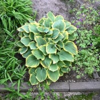 秘密の小庭のタイツリソウ