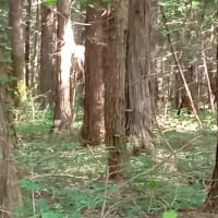 早い猛暑に、シカの親子が・・・