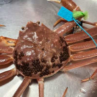 加能カニを食べよう🦀