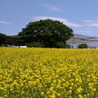 国立ひたち海浜公園に行って来ました。