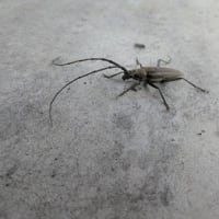 カミキリムシ