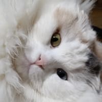 今朝も5時には起こされます。