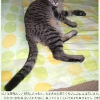 ピノ16才