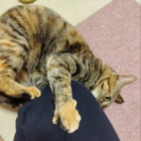 茶猫タイム　ガブガブとケリケリ