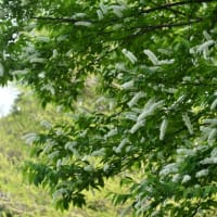 黄色のカタクリとウワミズザクラ