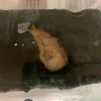 しばらく更新してませんでしたが虫活はしてました。
