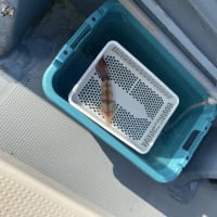 中良型マルイカをメイン。ってことはキワの群れは一休みしてるから明日は？？
