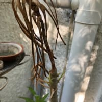 真面目なズル休みⅡ