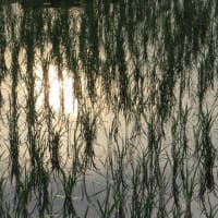 水無月の夕暮れ時