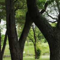 明石公園の木々