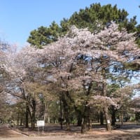 大宮公園桜開花速報(2025.4.12)