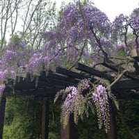 【札幌市豊平区　2025豊平公園の花】