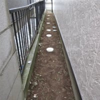 草取りボランティアに行く