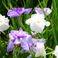 花しょうぶ（佐屋川創郷公園）