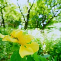 アジサイとトモエソウ（板橋区立赤塚植物園 2025.6.28 撮影）