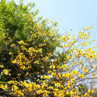 キバナイペーの花　(ipe-amarelo)