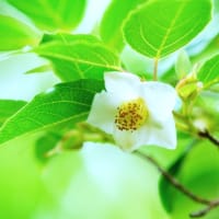 ザクロ、ヒメシャラ、ナンテンの花と木の実（板橋区立赤塚植物園 2025.6.8撮影）